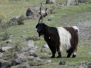 Koza Máňa - naše živá koza - autor p. Kadloš = vítěz 2013 (Kavkaz, Gruzie - Stáda ovcí vede impozantní kozel, poslušně jdou za ním...)